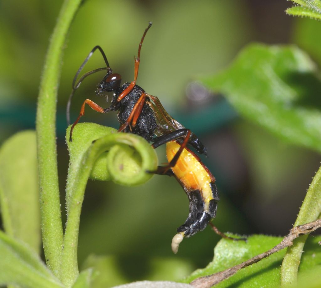 Ichneumonidae da identificare (156)